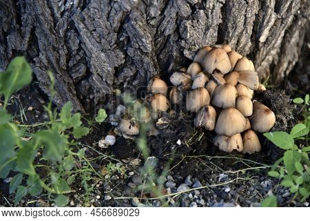 A Group Of Mushrooms Near The Tree Is The Shimmering Dung Coprinellus Micaceus