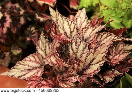 Colorful And Beautiful Begonia Rex Plant In The Garden