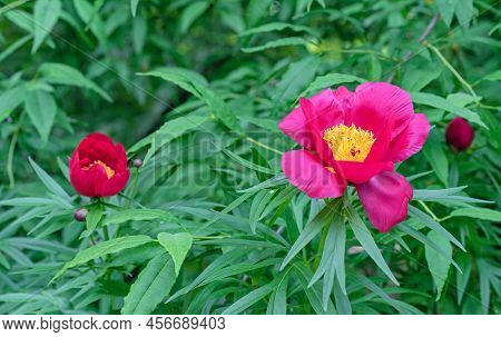 Purple Peony Virgilius Blooms In The Summer Garden. Fragrant Red Peony.
