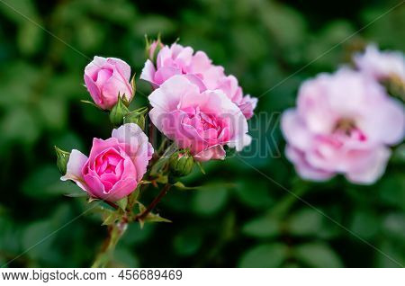 English Pink Rose