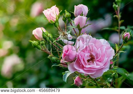 English Pink Rose