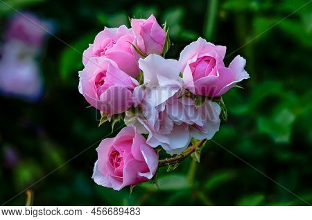 English Pink Rose