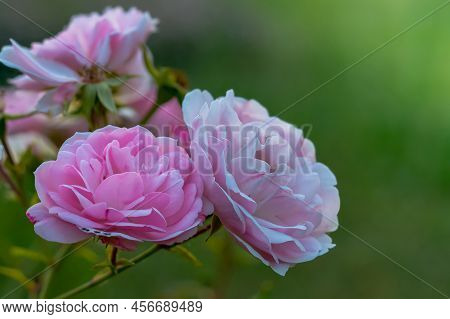 English Pink Rose