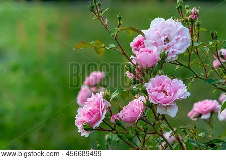 English Pink Rose