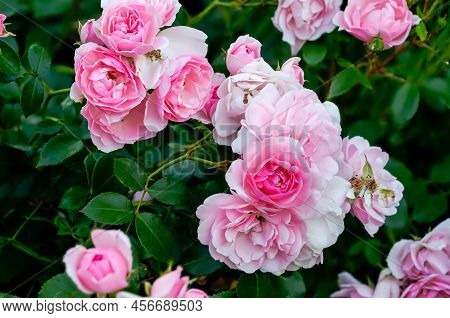 English Pink Rose