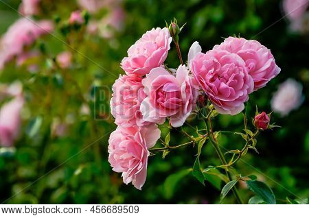 English Pink Rose