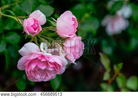 English Pink Rose