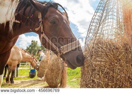 Horse Eating Hay From Haynet, On A Horse Ranch, Outdoors, On A Summer Sunny Day.