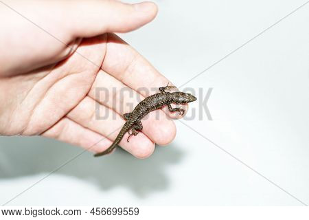 Darevskia Armeniaca In Hand - Small Armenian Lizard Or Armenian Rock Lizard - Is Parthenogenetic Spe