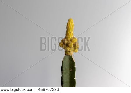 Yellow Peanut Grafted Cactus Head Closeup View
