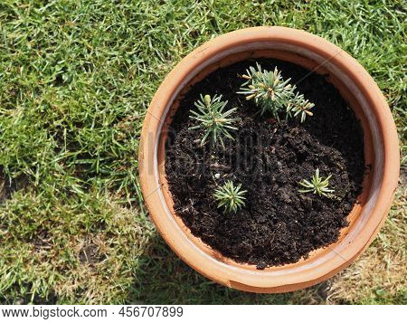Four Young Nordmann Firs In A Terracotta Pot, Growth Concept, Environment And Conservation, Beauty O