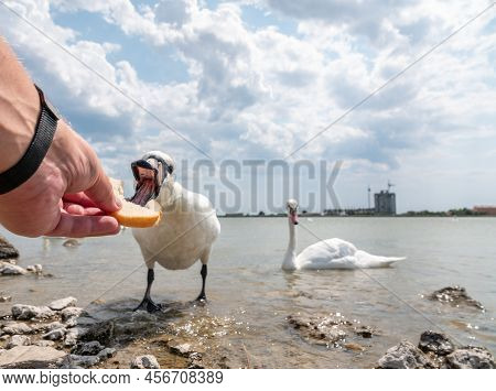 Feeding The Swan. Hand With Piece Of Bread. Swans Being Hand Fed. A Very Gentle Swan Eats From Peopl