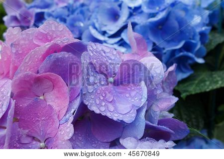 Blüten der Hortensie Blüte nach Regen