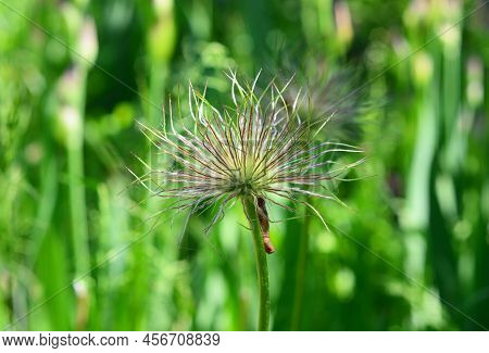Beautiful Pulsatilla Patens, Pacific Anemone, Anemone Multifida, Cutleaf Anemone Flower After Bloomi