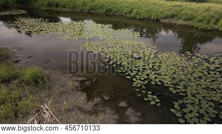 Yellow Water Lilies On The River In The City Park. Flying At Low Altitude. Aerial Photography.