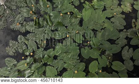 Yellow Water Lilies On The River In The City Park. Flying At Low Altitude. Aerial Photography.