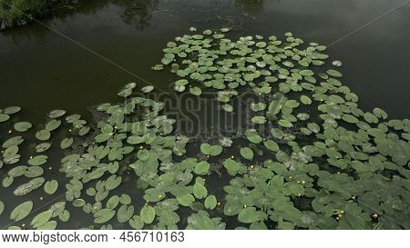 Yellow Water Lilies On The River In The City Park. Flying At Low Altitude. Aerial Photography.