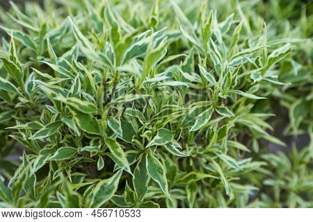 Beautiful Diervilla Sessilifolia Plant With Green Leaves, Closeup. Gardening Season