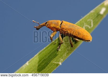 Large Yellow Weevil Lixus Pulverulentus On A Leaf Of A Plant In Belarus
