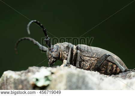 Long-horned Weaver Beetle (lamia Textor) On A Dry Tree Trunk In A Pine Forest