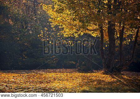 Tree In Golden Fall Foliage On The Meadow. Beautiful Nature Scenenry In Morning Light