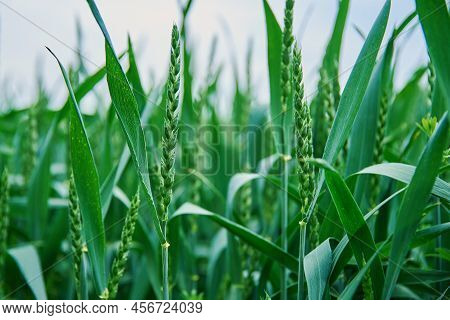 Food Crisis And World Hunger Concept, Green Field With Wheat Ears, Growing Wheat Sprouts Closeup, Ha