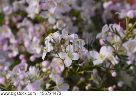 Narrow-leaved Boronia Pink Star Flowers In The Garden