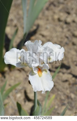 Intermediate Bearded Iris I'll Be Back Flower