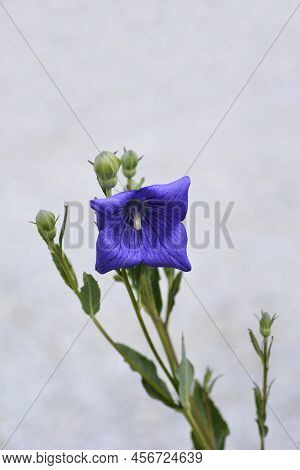 Baloon Flower Zwerg Blue Flowers In The Garden