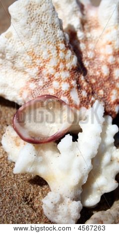 Composição coral