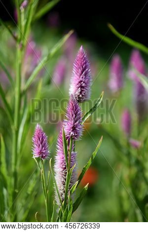 Flowering Purple Celosia Blossom In A Garden.