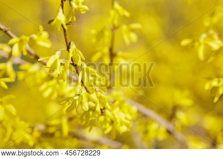 Forsythia Flowers Close Up. Yellow Petals Macro. Blooming Easter Tree In The Garden. Spring Yellow F