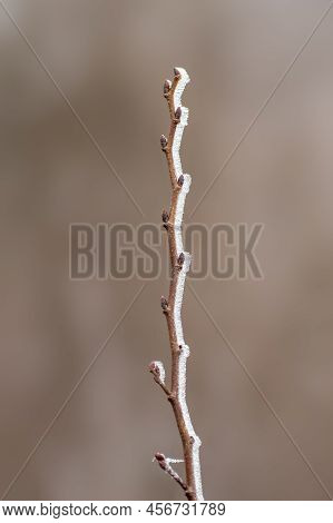 Many Fresh Buds On A Branch