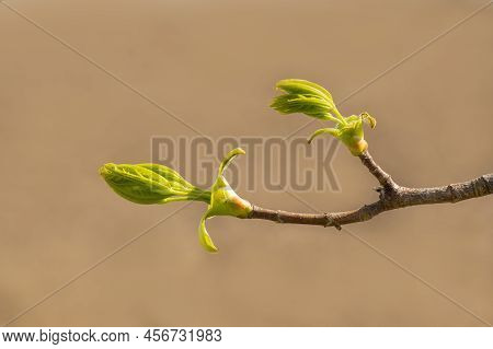 Many Fresh Buds On A Branch