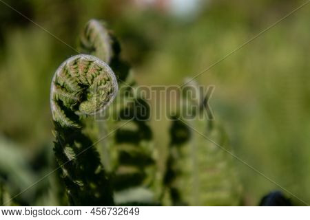 Common Polypody Polypodium Vulgare. Dark Green Fern Fronds. Botanical Foliage Texture Background. Fr