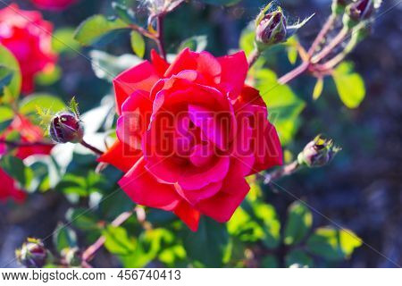 Pink Rose Flower Head Close Up Macro Photo. Floral Natural Background Texture. Nature Beauty In Summ
