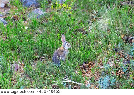 Wild Brown Gray Cottontail Rabbit Siting In Green Grass Nature Photo. Wildlife Animal Photography. E