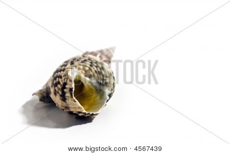 Sea Shell