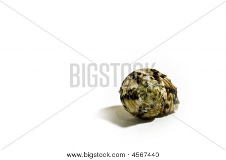 Sea Shell