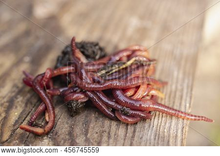 Breeding Red Worms Dendrobena. Fertile Soil. Natural Soil Improvement. Fishing Worms