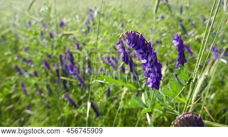 Vicia Cracca (tufted Vetch, Cow Vetch, Bird Vetch, Blue Vetch, Boreal Vetch) In A Field. It's Sown T
