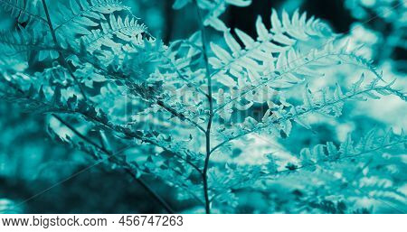 Blue Fern Leaf With Visible Details. Background