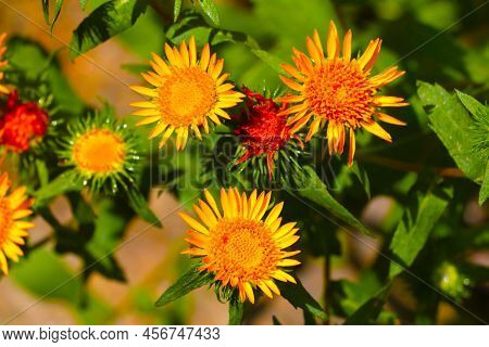 Beautiful Yellow Flowers Bloom In A Meadow Or In A Park In The Summer