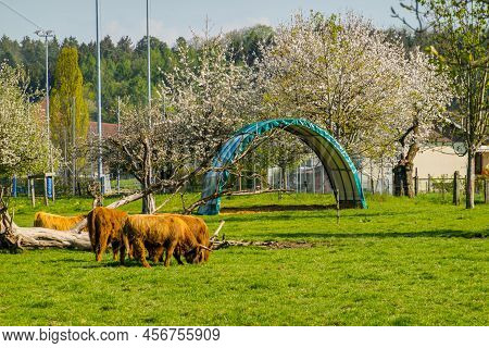 Scottish Shaggy Cows Graze In A Swiss Meadow