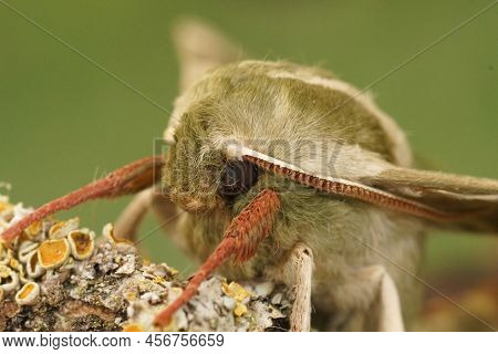 Detailed Facial Closeup On The Lime Hawk-moth, Mimas Tiliae Sitting On Wood