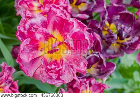 Colorful Spring Meadow With Pink Tulip Chato And Purple Colour Burst Flowers - Close Up. Nature, Flo