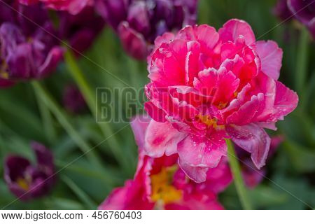 Colorful Spring Meadow With Pink Tulip Chato Flowers - Close Up. Nature, Floral, Blooming And Garden