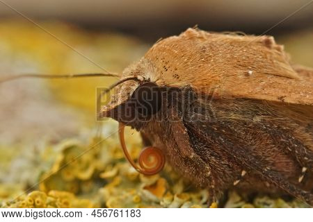 Facial Closeup On A Light Color Form Of The Large Yellow Underwing Noctua Pronuba, Sitting On Wood I