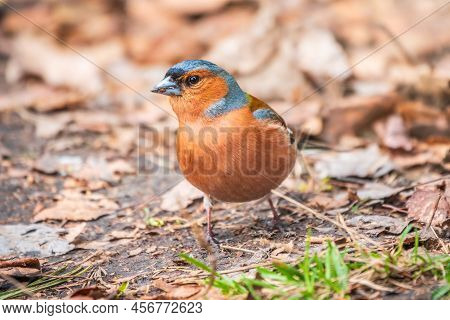 Common Chaffinch, Fringilla Coelebs, Sits On The Ground In Spring. Common Chaffinch In Wildlife.