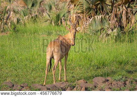Portrait Of A Hartebeest (alcephalus Lelwel) In Murchison Falls National Park (uganda), Sunny Mornin